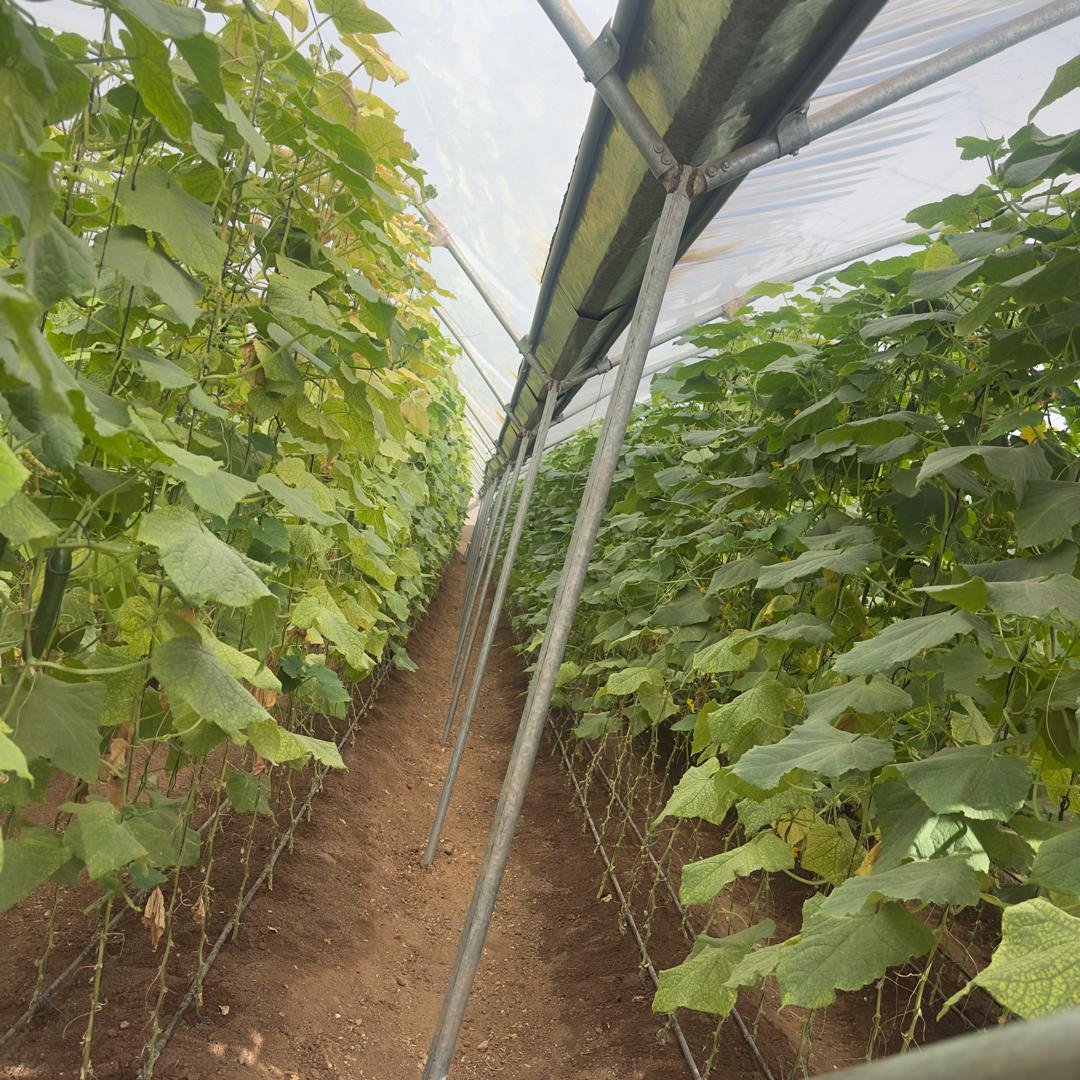 Marhaba Agro Greenhouse